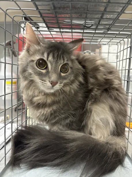 Aiko - Domestic Medium Hair