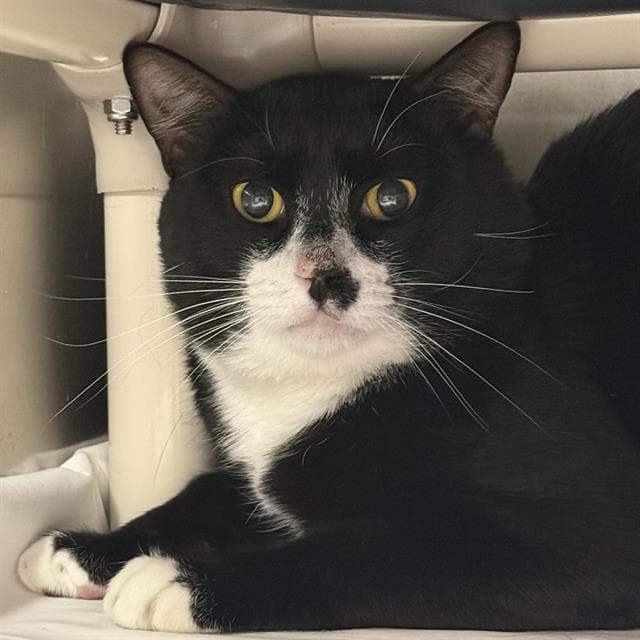 Toblerone - Domestic Short Hair