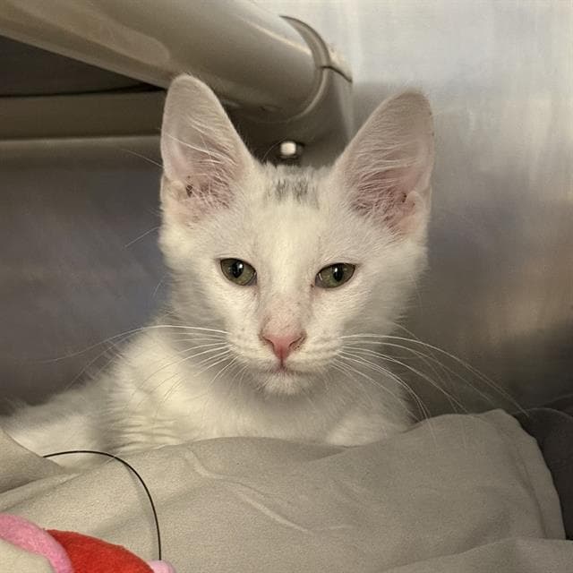 Vanilla Bean - Domestic Short Hair