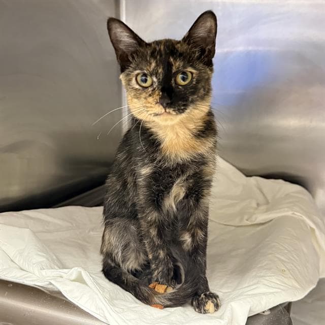 Chatter Box - Domestic Short Hair