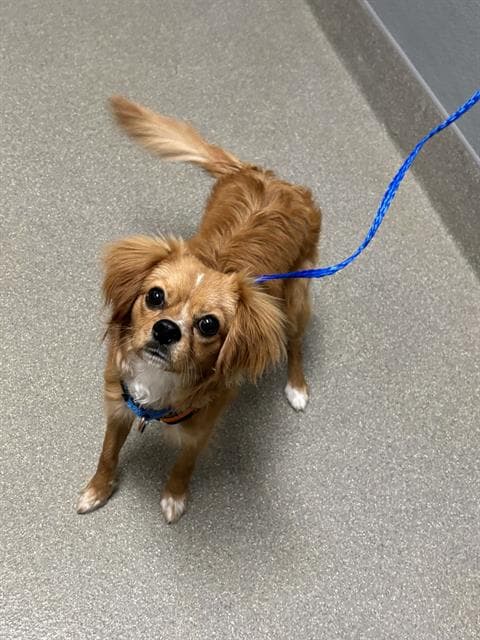Louis - Chihuahua