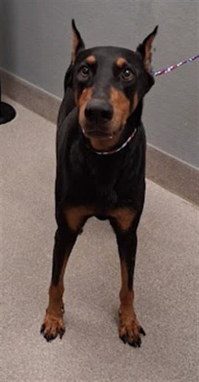 Jazzy - Doberman Pinscher