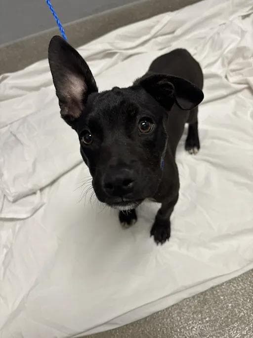Onxy - French Bulldog