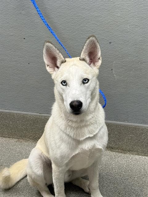Tuk Tuk - Siberian Husky