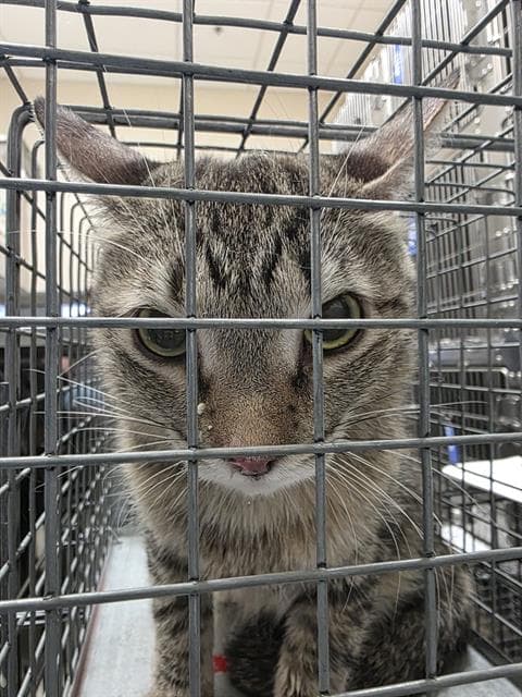 Crux - Domestic Medium Hair
