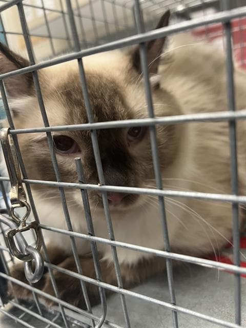 Crux - Domestic Medium Hair