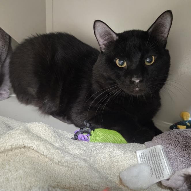 Tiberius - Domestic Short Hair