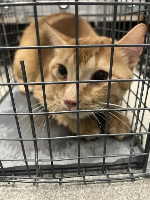 Gideon - Domestic Short Hair
