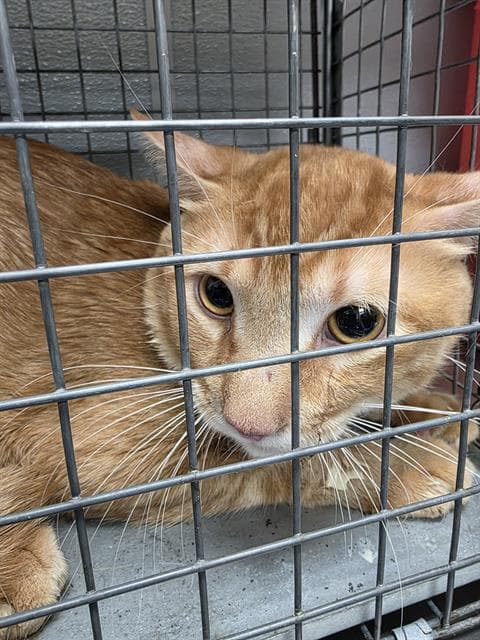 Magnus - Domestic Short Hair