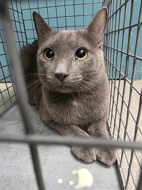 Camilla - Domestic Short Hair