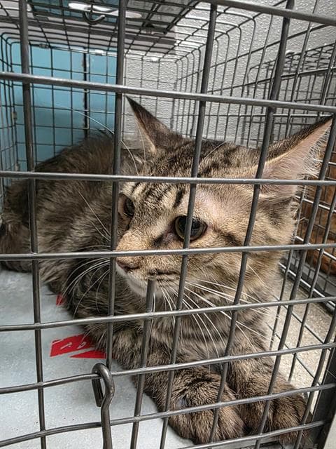Dulcinea - Domestic Short Hair