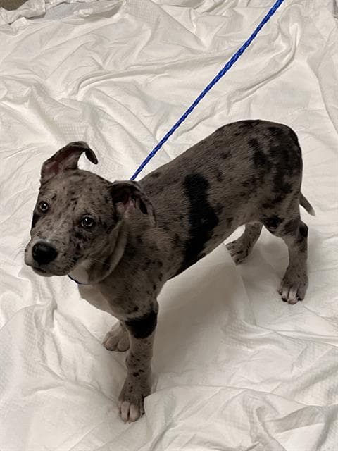Hannah - Great Dane