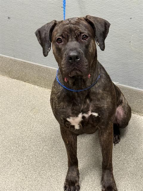 Salem - Presa Canario