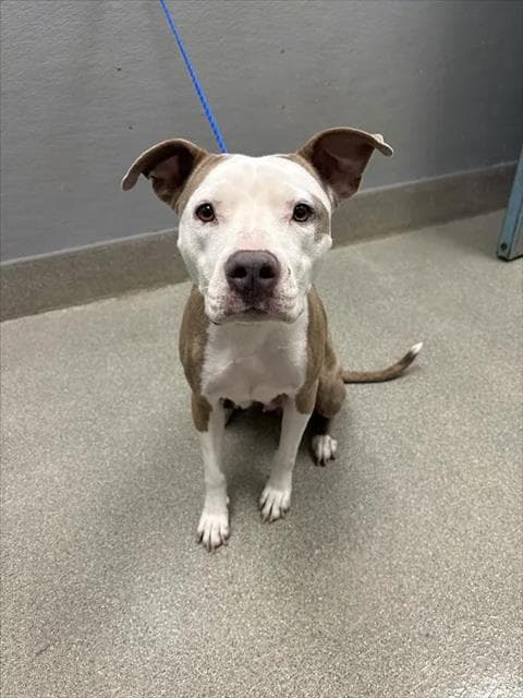 Betty Lou - Pit Bull Terrier
