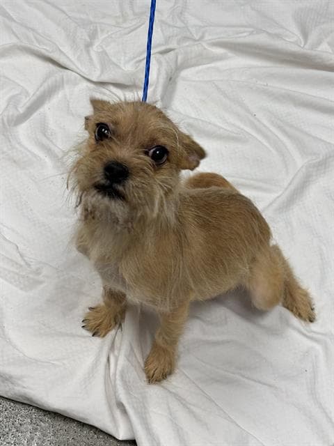 Boun - Terrier