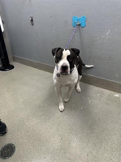 Mango - Pit Bull Terrier