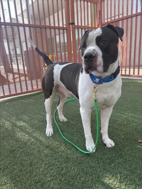 Mango - Pit Bull Terrier