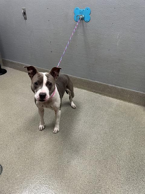 Star - Pit Bull Terrier