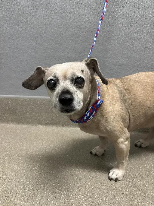 Cotton - Chihuahua