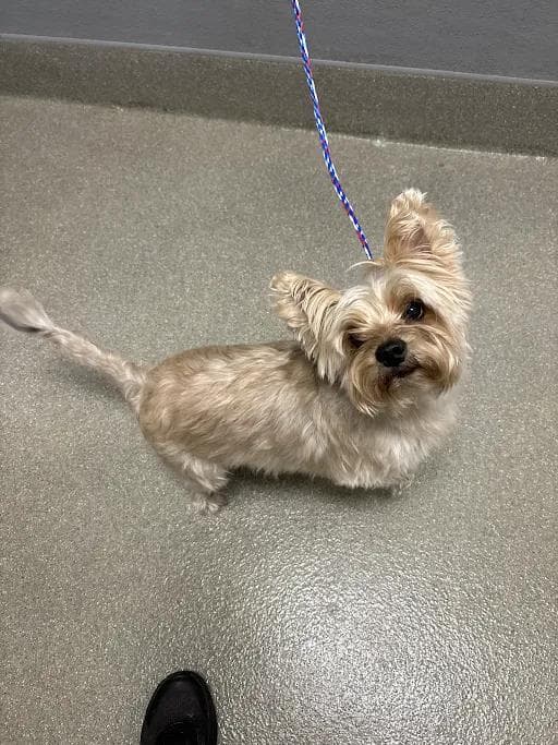 Vince - Yorkshire Terrier Yorkie