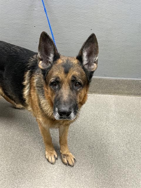 Ceaser - German Shepherd Dog