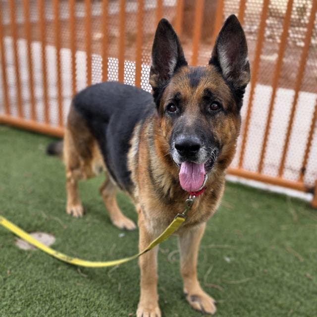 Ceaser - German Shepherd Dog