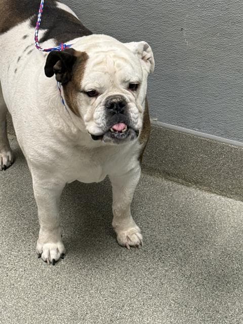 Pumbaa - English Bulldog