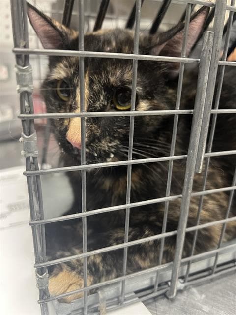 Ianthe - Domestic Short Hair