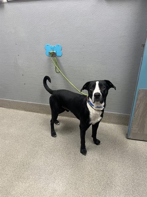 Po - Pit Bull Terrier