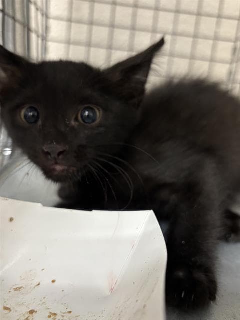 Aaron - Domestic Medium Hair