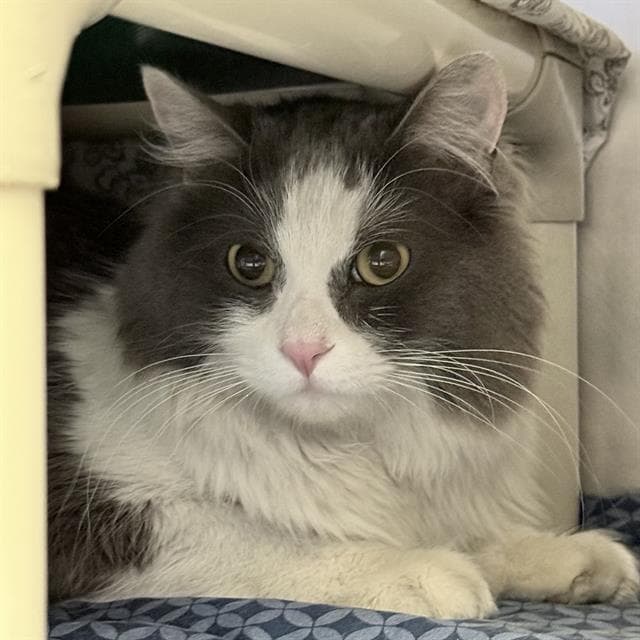 Kurt - Domestic Medium Hair