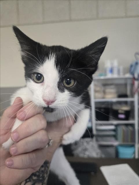 Capella - Domestic Short Hair