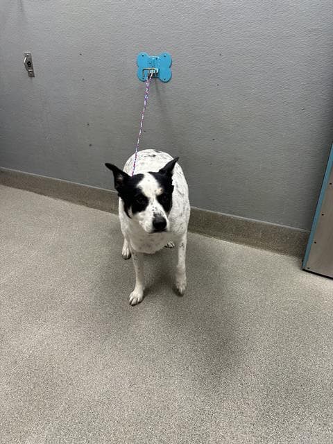 Bella Bae - Australian Cattle Dog/Blue Heeler