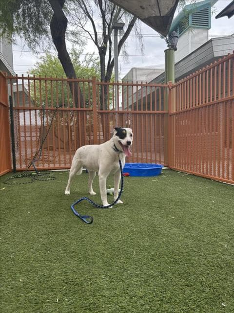 Milo - Australian Cattle Dog/Blue Heeler