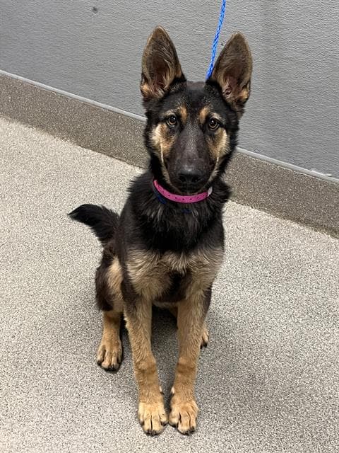 Kelly - German Shepherd Dog