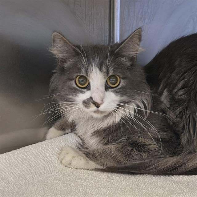 Cilia - Domestic Medium Hair