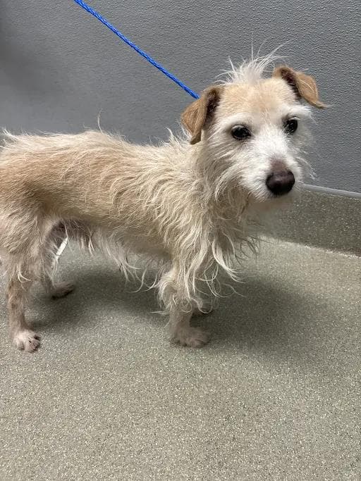 Marley - Terrier