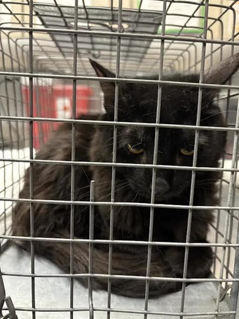 Gracey - Domestic Short Hair