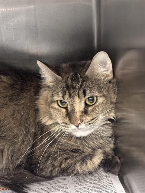 Ally - Domestic Short Hair