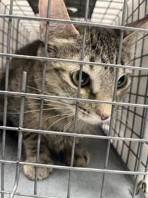 Harlem - Domestic Short Hair