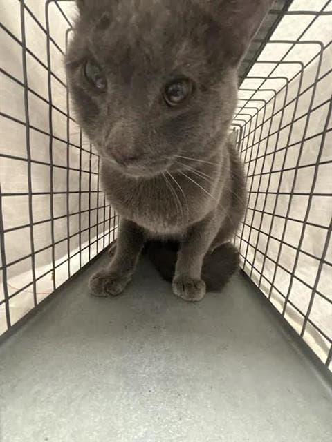 Pablo - Domestic Short Hair