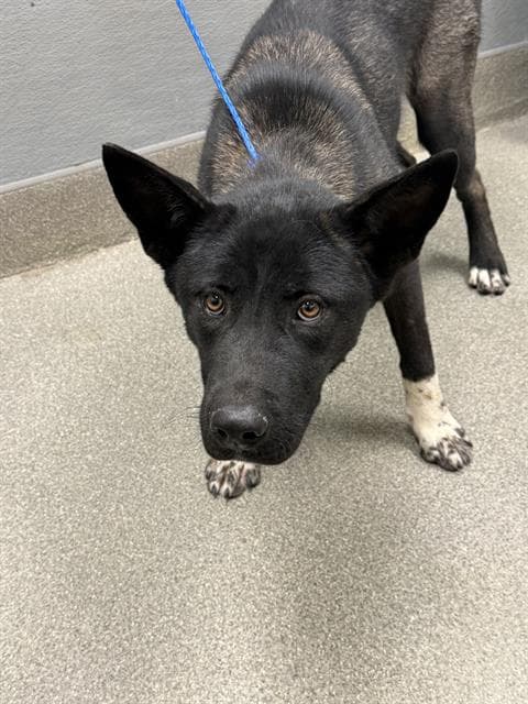 Henna - Akita