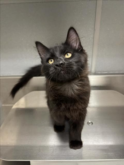 Cheese - Domestic Short Hair