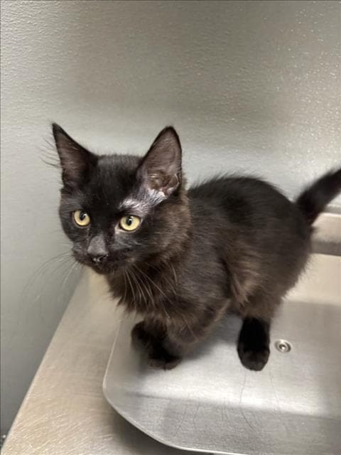 Mac - Domestic Short Hair