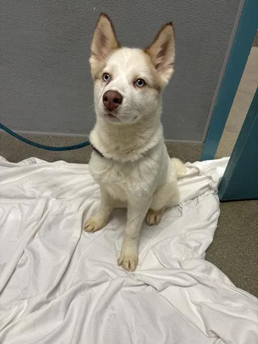 Blinky - Siberian Husky