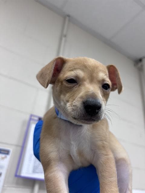 Pequeno - Chihuahua