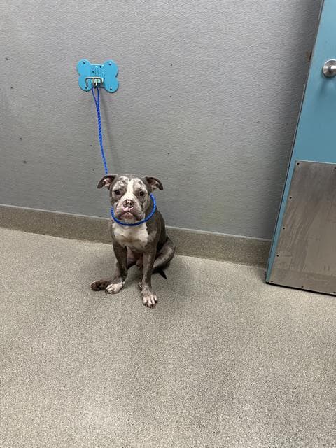 Bubbles - Pit Bull Terrier