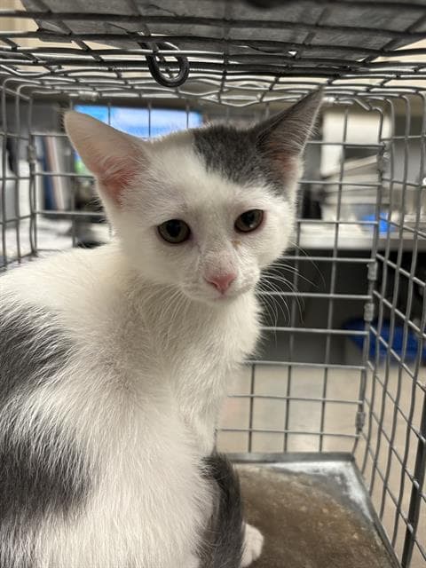 Michael Jackson - Domestic Short Hair
