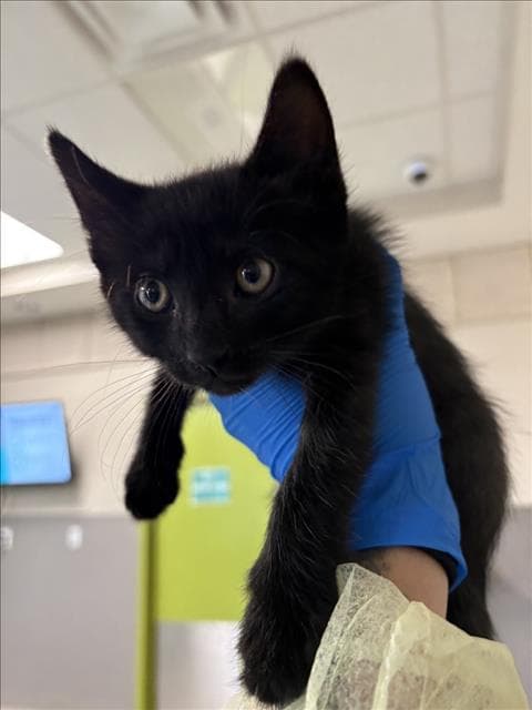 Banana - Domestic Short Hair