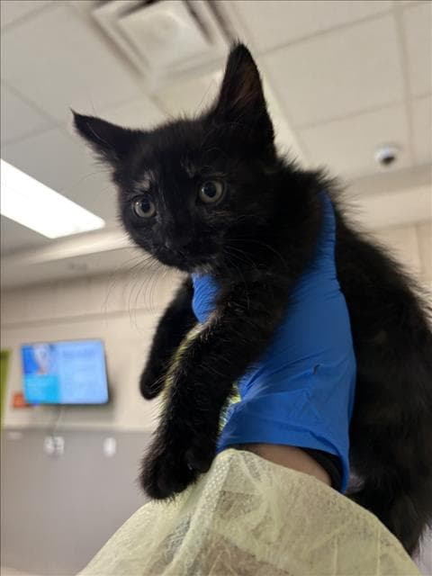 Bread - Domestic Short Hair
